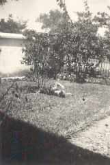 sept 37 als een veulen in de wei
